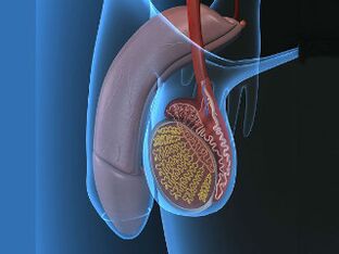 উদ্দীপনা উপর varicocele এবং testicular ব্যথা